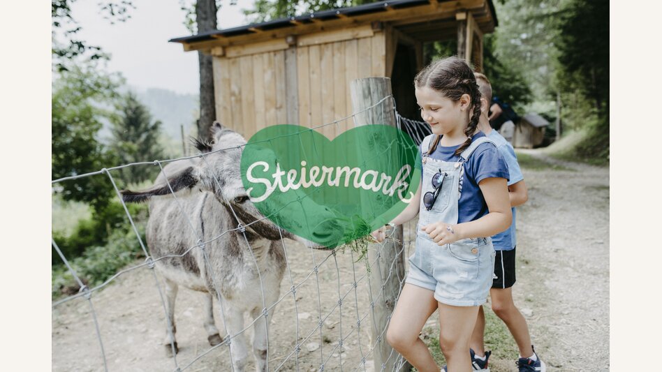 Esel füttern im Waldpark Hochreiter im Naturpark Almenland in der Oststeiermark | Rene Strasser | © Oststeiermark Tourismus, Rene Strasser