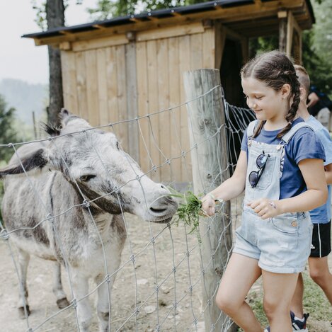 Esel füttern im Waldpark Hochreiter im Naturpark Almenland in der Oststeiermark | ©  Oststeiermark Tourismus | Rene Strasser | © Oststeiermark Tourismus, Rene Strasser