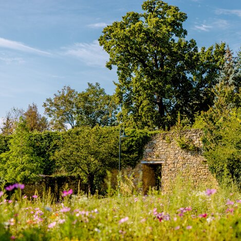 Flower meadow in Hartberg castle park in summer | © TV Oststeiermark | Wolfgang Spekner