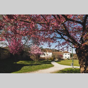 Aufblühen im Schlosspark Hartberg in der Oststeiermark | © Oststeiermark Tourismus | Bernhard Bergmann