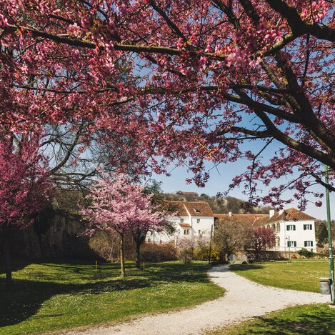 Blossoming in Hartberg Castle Park in Eastern Styria | © Oststeiermark Tourismus | Bernhard Bergmann