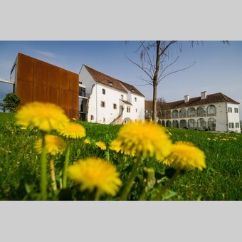Löwenzahnwiese im Frühling vor dem Schloss Hartberg | ©  Oststeiermark Tourismus | Bernhard Bergmann
