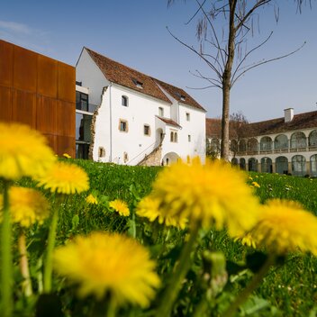 Dandelion meadow in spring in front of Hartberg Castle | ©  Oststeiermark Tourismus | Bernhard Bergmann