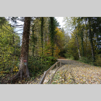 Wanderweg bei der Burgruine Waxenegg | ©  Oststeiermark Tourismus | Jasmin Perhofer