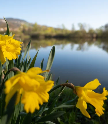 Daffodils at the Gmoos Pond in Hartberg | © TV Oststeiermark | Bernhard Bergmann
