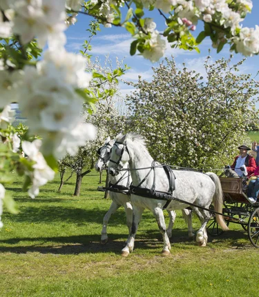 Carriage ride in apple orchard | ©  Oststeiermark Tourismus | Bernhard Bergmann