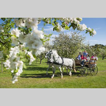 Kutschenfahrt im Apfelgarten | ©  Oststeiermark Tourismus | Bernhard Bergmann