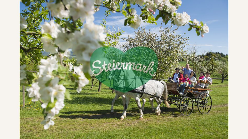 Kutschenfahrt im Apfelgarten | ©  Oststeiermark Tourismus | Bernhard Bergmann