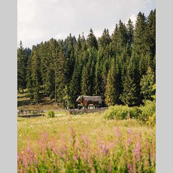 Holzochse am Teichalmsee | studio draussen | © Oststeiermark Tourismus, cmvisuals