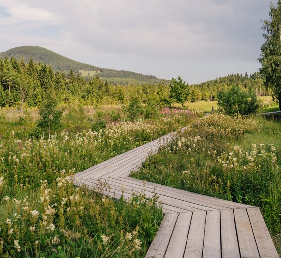 Footbridge at the moor nature trail | ©  Oststeiermark Tourismus | studio draussen | © Oststeiermark Tourismus, cmvisuals