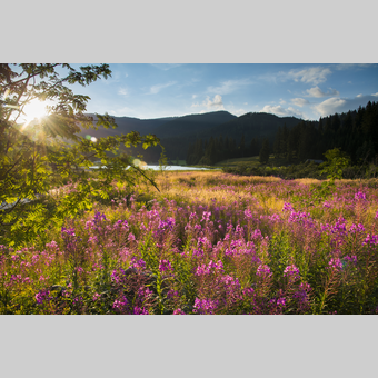 Blumenmeer am Moorlehrpfad in der Oststeiermark | Bernhard Bergmann | © Oststeiermark Tourismus, Bernhard Bergmann