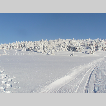 Langlaufen auf der Rabl-Kreuz-Loipe am Fuße des Hochwechsels in der Oststeiermark | ©  Oststeiermark Tourismus | Zingl