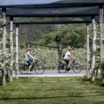 Radfahren durch die Obstanlagen | Tom Lamm | © Steiermark Tourismus / ikarus.cc
