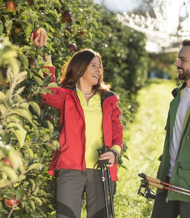 Wandern durch die Apfelgärten in der Oststeiermark | Bernhard Bergmann | © TV Oststeiermark / Bernhard Bergmann