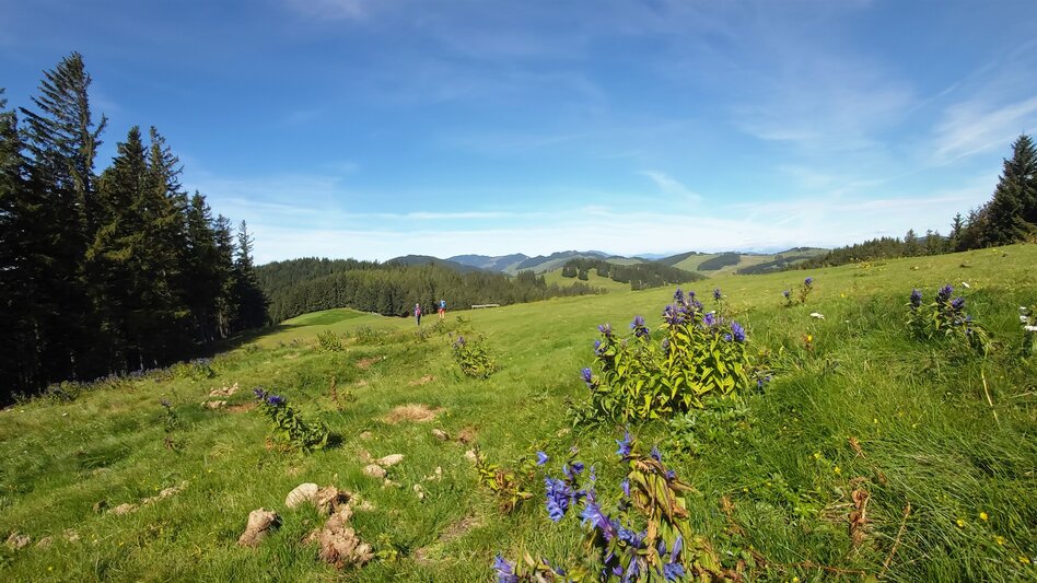 Hiking on the Sommeralm in Eastern Styria | © TV Oststeiermark | Christine Pollhammer