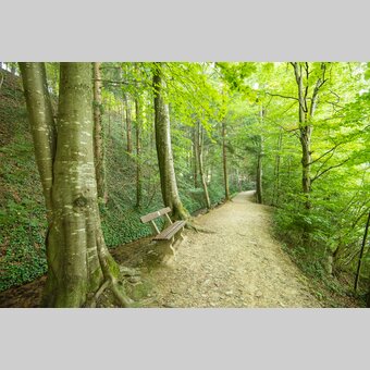 Wandern im Wald | © Oststeiermark Tourismus | Helmut Schweighofer