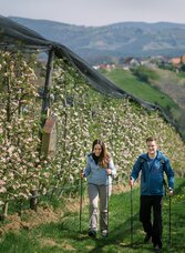 Hiking in the apple orchard in the Eastern Styria | © Oststeiermark Tourismus | die mosbachers