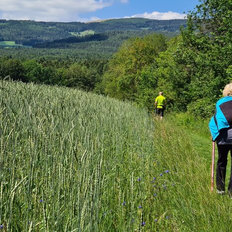 Nordic Walking im Pöllauer Tal | © TV Oststeiermark | Christine Schwetz