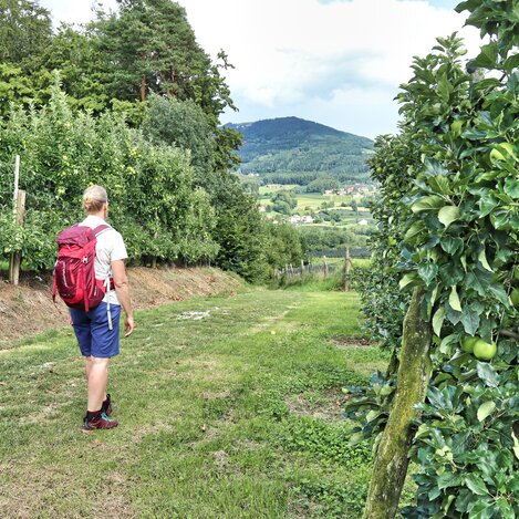 Wanderung durch die Äpfelgärten in der Oststeiermark | © TV Oststeiermark | WEGES OG
