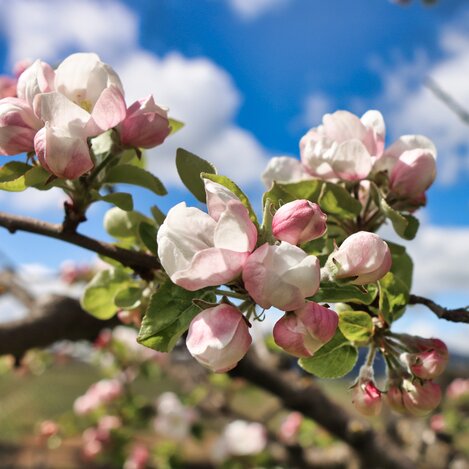 Apfelblüten in der Oststeiermark | © TV Oststeiermark | WEGES OG