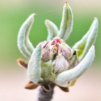 Hirschbirnblüte aus dem Pöllauer Tal | © TV Oststeiermark | WEGES OG