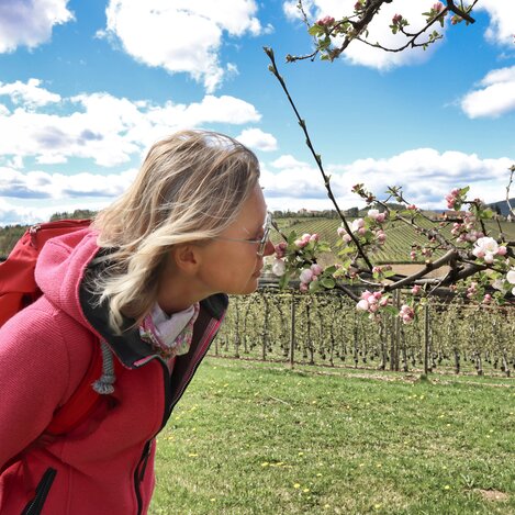 Apfelblüten im Apfelland in der Oststeiermark | © TV Oststeiermark | WEGES OG