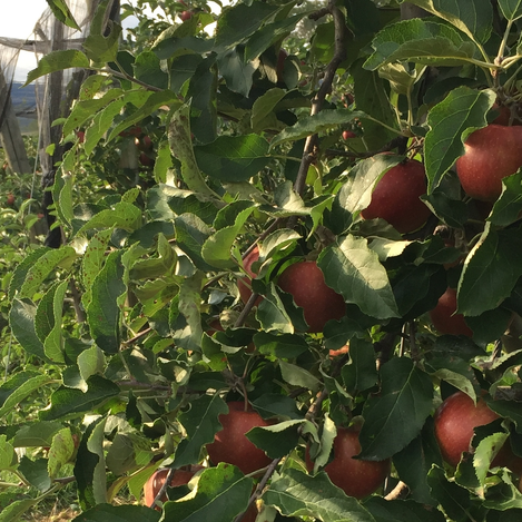 Apfelbäume in der Erlebnisregion Oststeiermark | © TV Oststeiermark | Josef Hirt