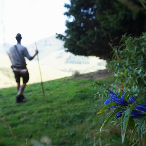 Schwalbenschanz-Enzian auf der Teichalm | © TV Oststeiermark | Chiara Raith