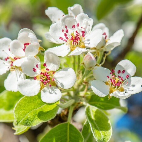 Hirschbirnblüte im Naturpark Pöllauer Tal in der Oststeiermark | © TV Oststeiermark | Helmut Schweighhofer