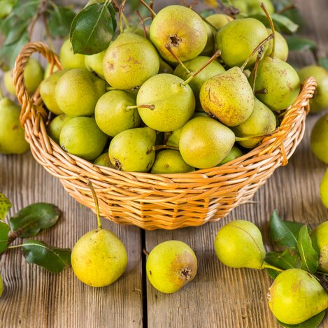 Hirschbirnen im Naturpark Pöllauer Tal | © TV Oststeiermark | Helmut Schweighhofer