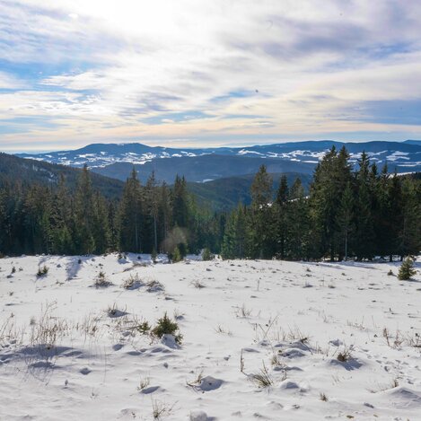Schneelandschaft am Hochwechsel in der Oststeiermark | © Oststeiermark Tourismus | Rene Strasser
