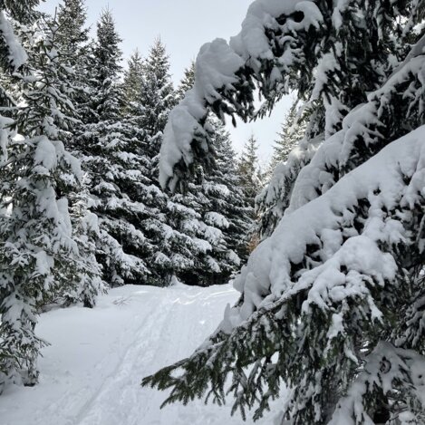 Schneelandschaft bei der Skitour im Joglland-Waldheimat | © Oststeiermark Tourismus | Anna Fink