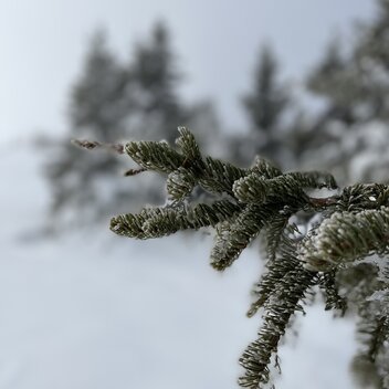verschneite Zweige  | © Oststeiermark Tourismus | Anna Fink