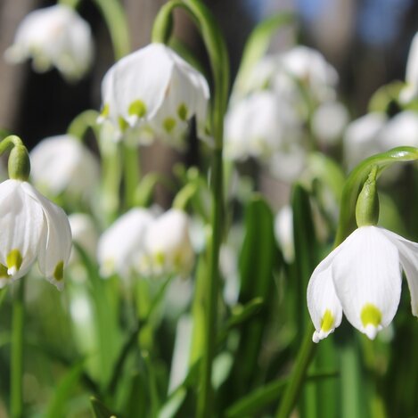 Frühlingsknotenblumen | © Oststeiermark Tourismus | Martina Steininger