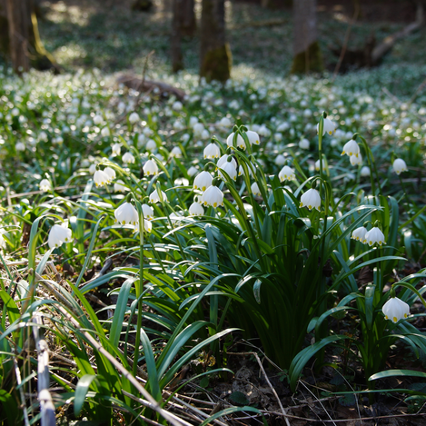 Frühlingskontenblumen im Mühlwald | © Oststeiermark Tourismus