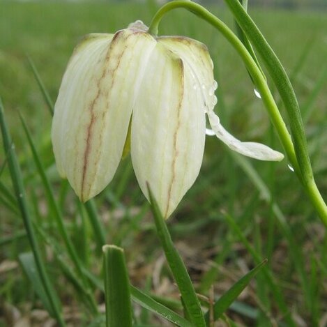 weiße Schachblume in Großsteinbach | © Oststeiermark Tourismus | Josef Kaufmann