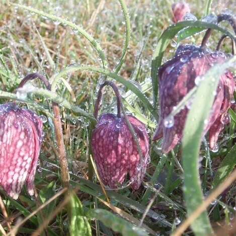Schachblume in Großsteinbach | © Oststeiermark Tourismus | Josef Kaufmann
