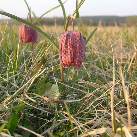 Schachblume in Großsteinbach | © Oststeiermark Tourismus | Josef Kaufmann
