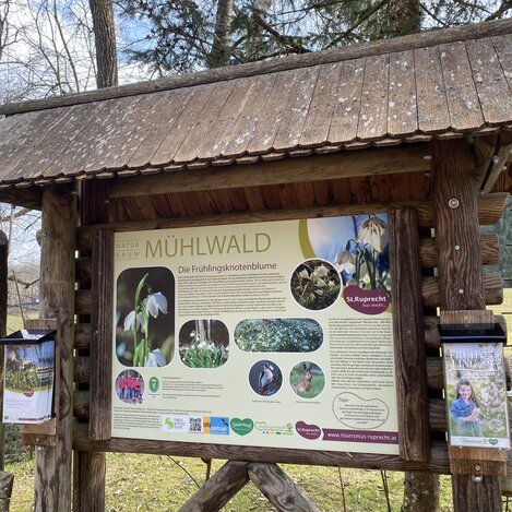 Schautafel der Frühlingsknotenblumen Mühlwald | © Oststeiermark Tourismus | Nina Ressel