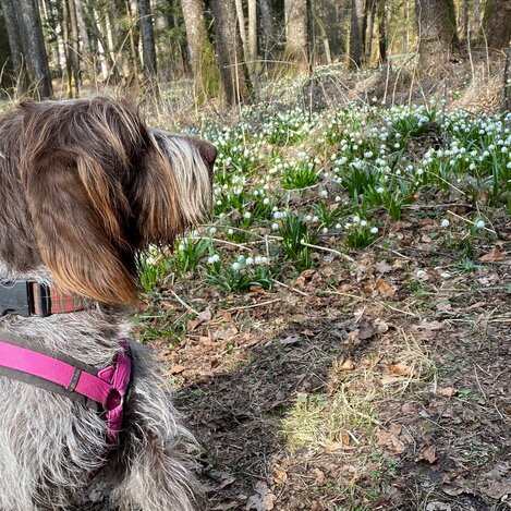 Frühlingsknotenblumen und Hund im Mühlwald | © Oststeiermark Tourismus | Nina Ressel