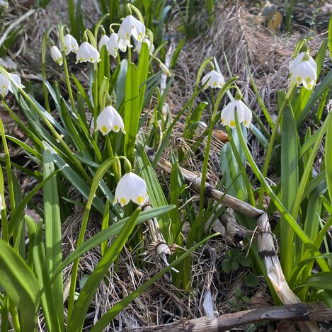 Frühlingsknotenblumen | © Oststeiermark Tourismus | Nina Ressel