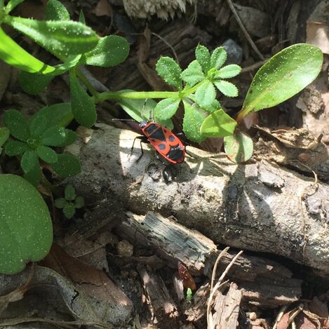 Käfer in Herberstein | © Oststeiermark Tourismus | Josef Hirt