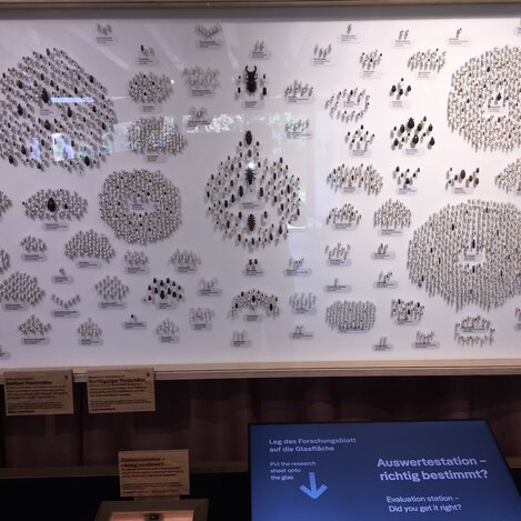 Käfertafel im Haus der Biodiversität in Herberstein | © Oststeiermark Tourismus | Josef Hirt