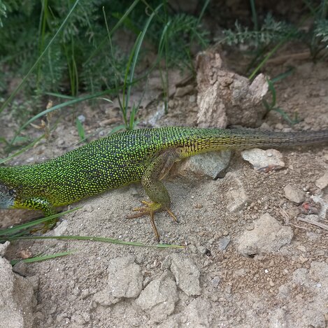 Smaragdeidechse in Herberstein | © Oststeiermark Tourismus | Josef Hirt