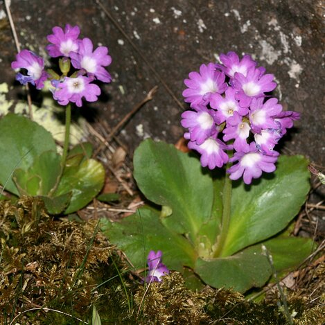 Primel in Herberstein | © Oststeiermark Tourismus | Josef Hirt