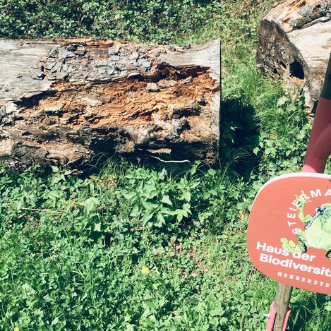 Totholz in Herberstein | © Oststeiermark Tourismus | Josef Hirt