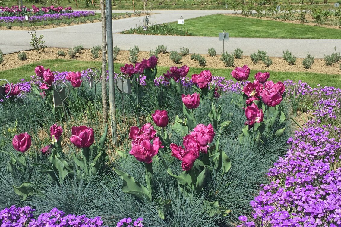 Blumengarten in Herberstein in der Oststeiermark | © Oststeiermark Tourismus | Josef Hirt