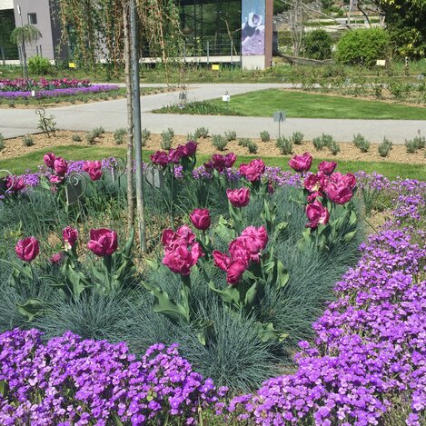 Blumengarten in Herberstein in der Oststeiermark | © Oststeiermark Tourismus | Josef Hirt