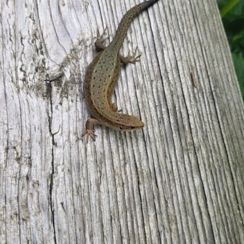 Eidechse im Naturpark Almenland | ©  Oststeiermark Tourismus | Gabriele Mandl