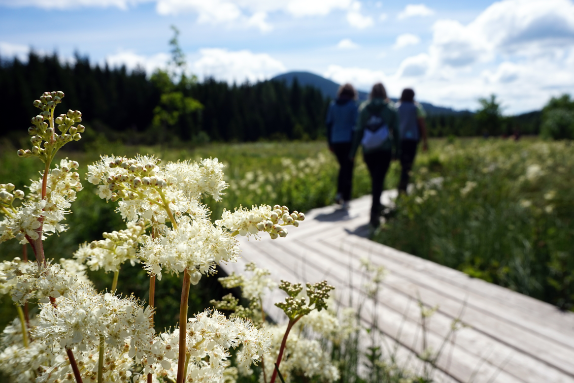 Mädesüß im Naturpark Almenland | ©  Oststeiermark Tourismus | Chiara Raith